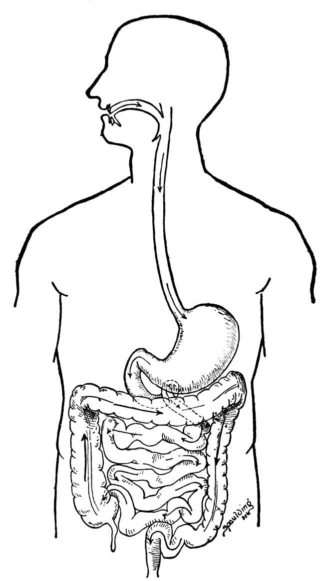 Plansa de colorat cu Biologie 31 25